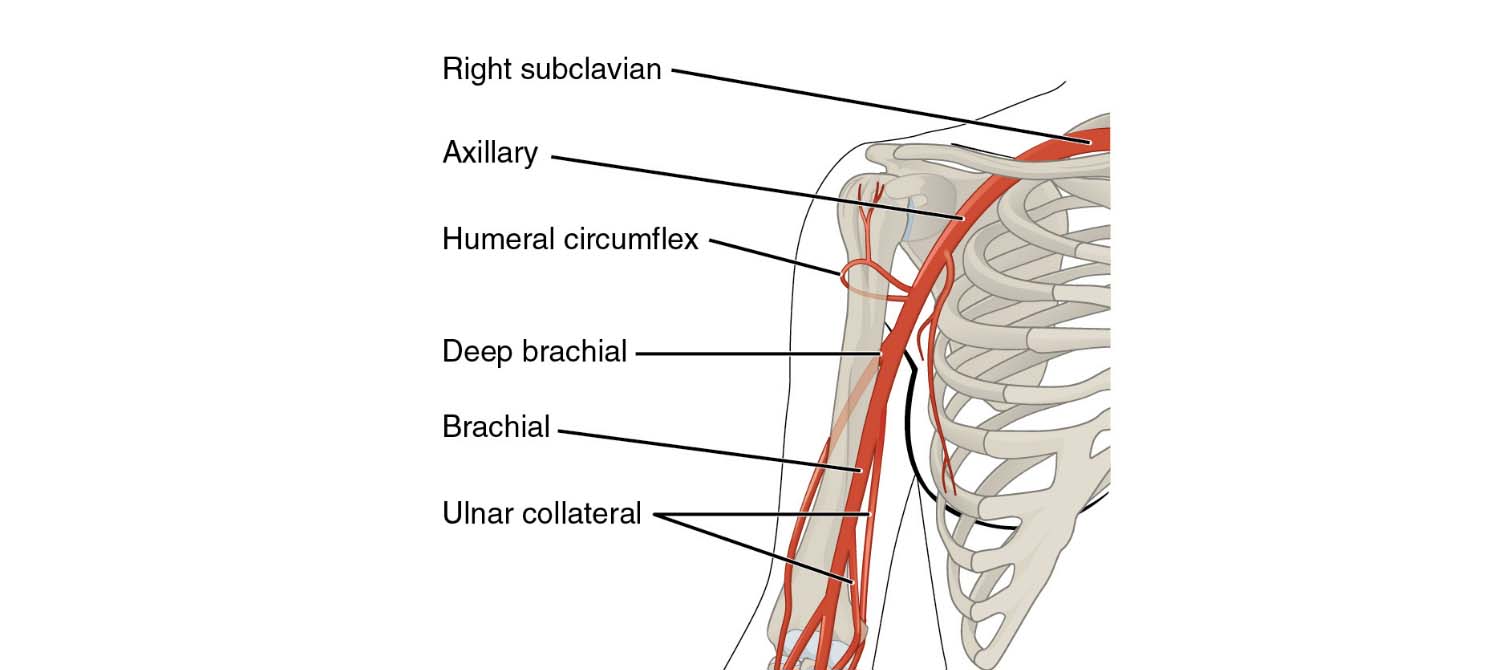 Axillary Artery Anatomy Branches Mnemonic Clinical Points Learn