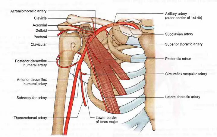 Axillary Artery Anatomy Branches Mnemonic Clinical Points Learn