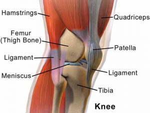 Knee Pain When Bending - Basic Anatomical Explanation