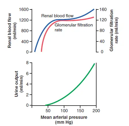 Autoregulation of Renal Blood Flow and GFR