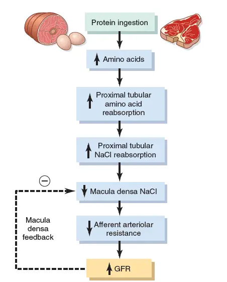 Changes in the renal blood flow after taking a meal