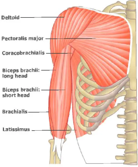 Arm muscles along with the coracobrachialis