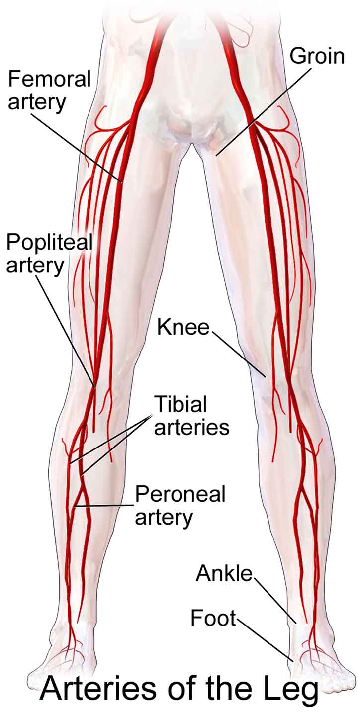 Arterial Bleeding points of Lower limb
