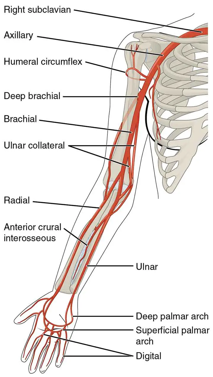 Arterial Bleeding Points of the Upper Limb