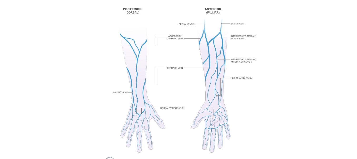 Basilic Vein Anatomy, Location, Clinical Points Learn from doctor