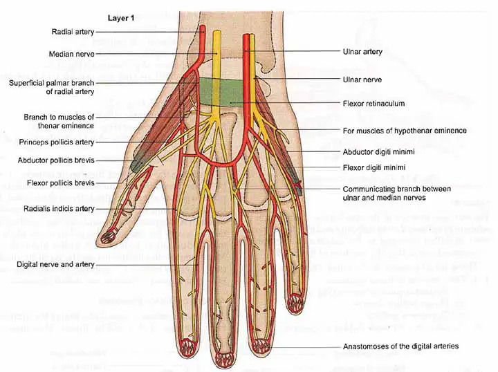 Blood supply, Nerve supply and Venous drainage of the index finger