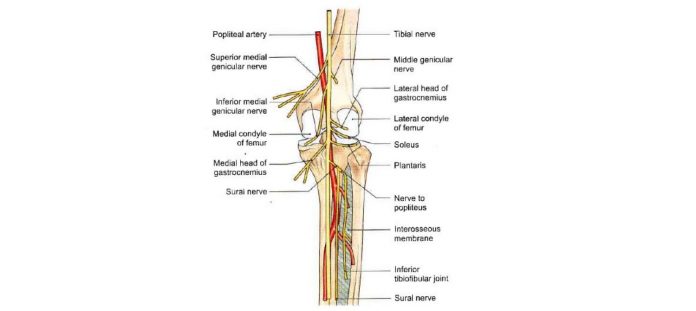 Common Peroneal Nerve, Superficial Peroneal Nerve, Deep Peroneal Nerve
