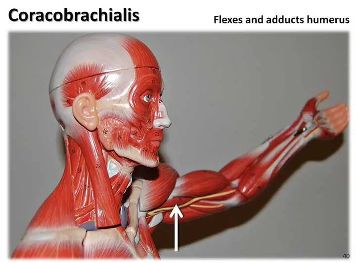 Coracobrachialis muscle on dummy