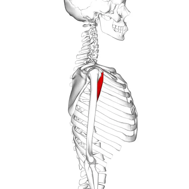 Coracobrachialis muscle side view