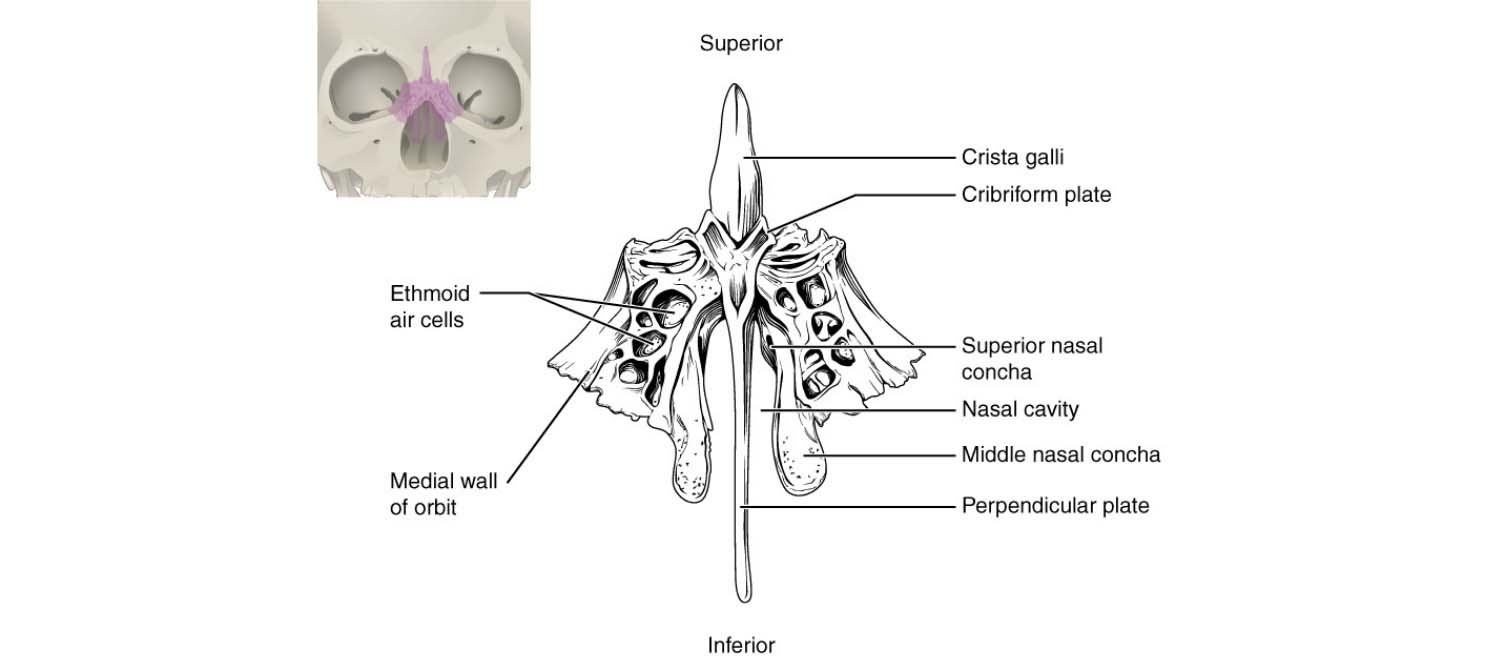 Ethmoid Bone-Anatomy, Cribriform and Perpendicular Plate