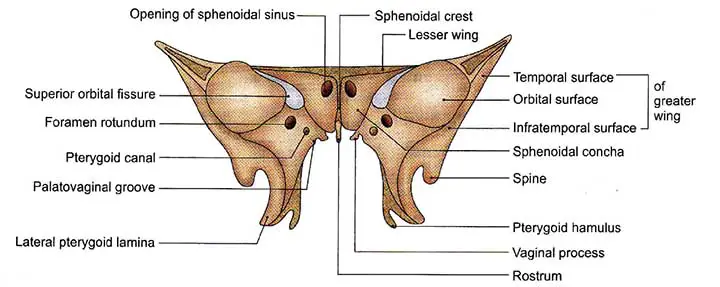 Greater Wing and Lesser Wing of the Sphenoid Bone