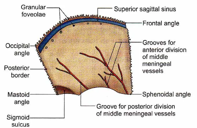 Inner surface of the parietal bone
