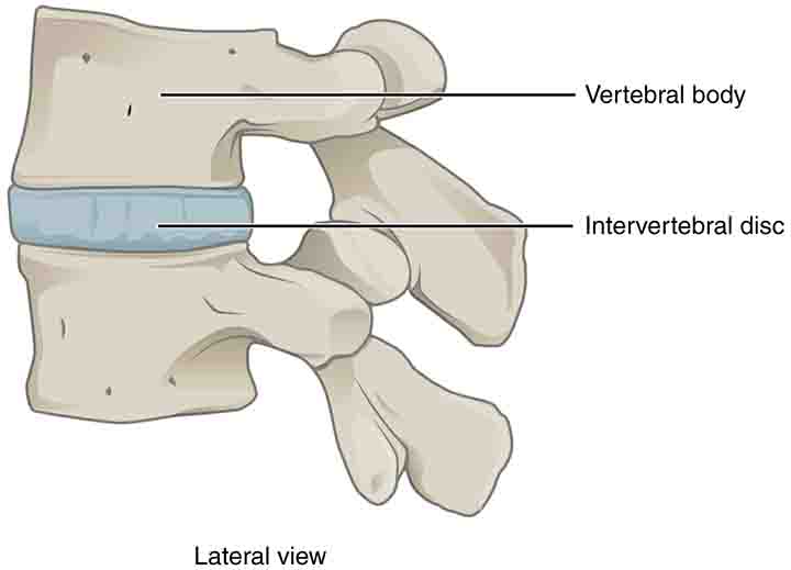 Intervertebral disc dehydration back pain