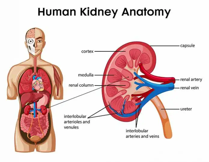 renal-parenchymal-disease-explained-learn-from-doctor