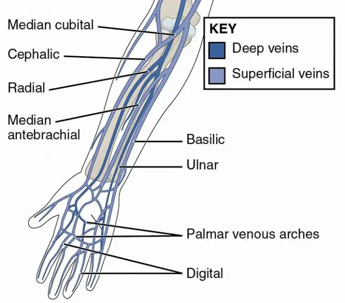 Median Cubital Vein: Anatomy, Tributaries, Drainage, Clinical Points ...