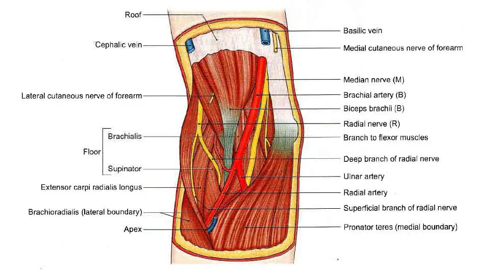 Muscles, Vessels and Nerves of right cubital fossa