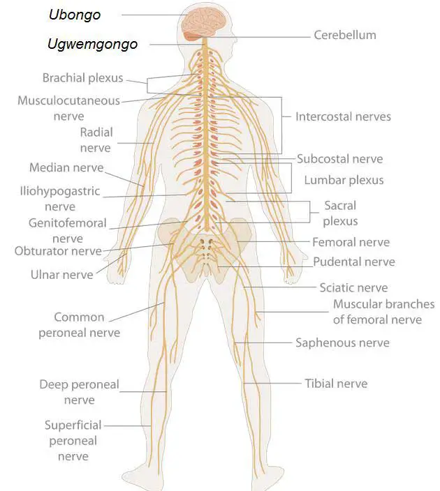 Nervous system of the body along with peroneal nerve