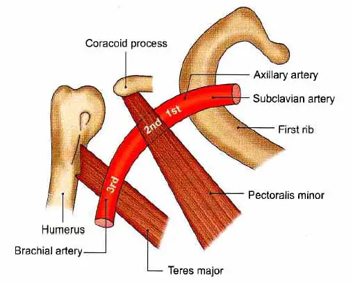 Parts of Axillary Artery