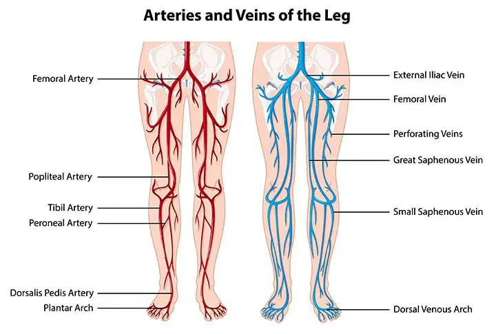 Popliteal Artery and Popliteal Vein Illustration