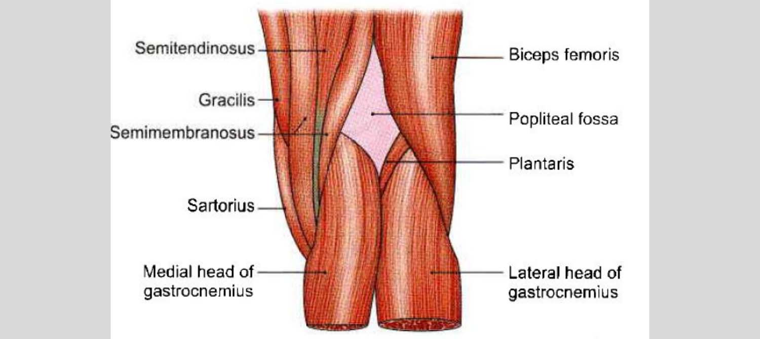 Popliteal Fossa Complete Anatomical Overview Learn From Doctor