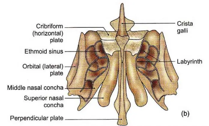 Ethmoid Bone Anatomy Cribriform And Perpendicular Plate Learn From Doctor 