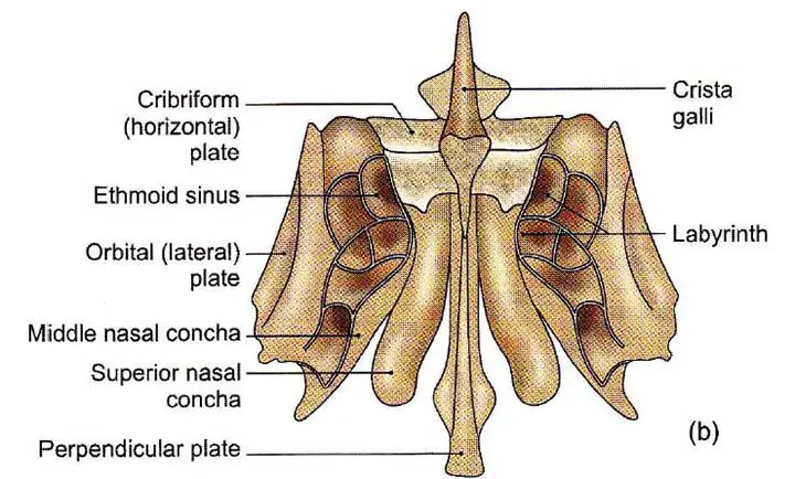 Posterior view of the ethmoid bone