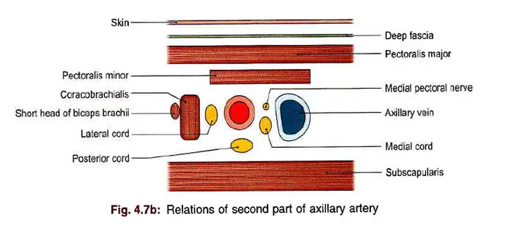 Relation of 2nd part of the axillary artery
