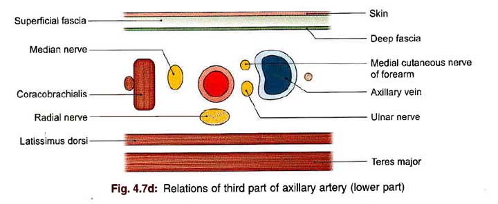 Relation of 3rd part of the axillary artery(lower part)