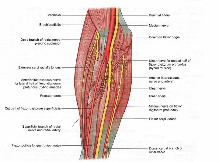 Relation of the Ulnar Artery