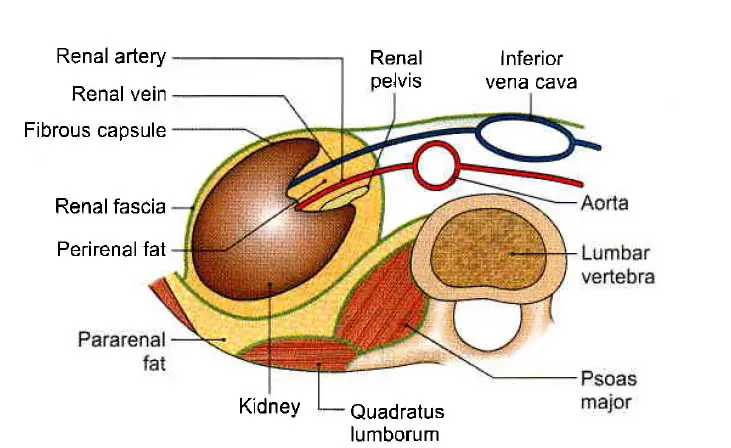 Renal Fascia: Anatomy and Function | Learn from doctor