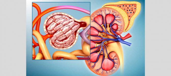 Renal Blood Flow Featured Image