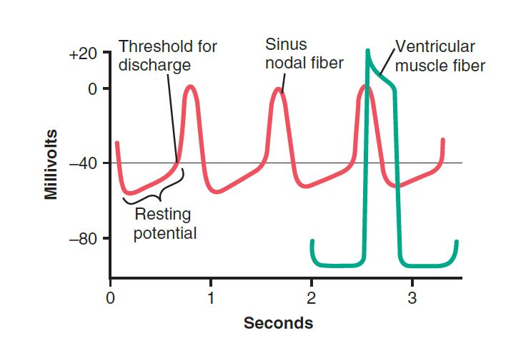 Rhythmical discharge of a SA Nodal fiber - Cardiac Action Potential