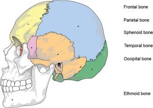 Skull Bones with the parietal bone