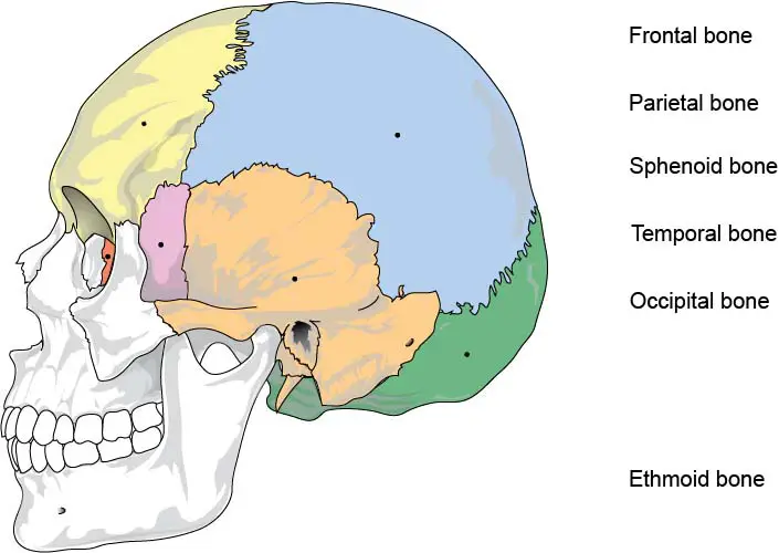 Parietal Bone - Anatomy, Borders, Surfaces | Learn from doctor