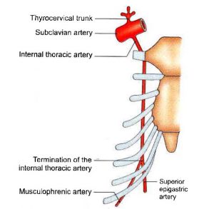 Subclavian Artery and Internal thoracic artery