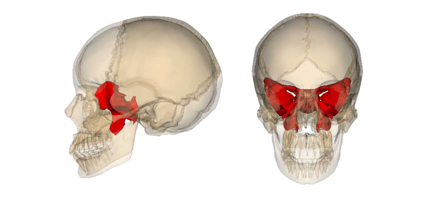 The Sphenoid Bone - Anatomy, Structure, Location, Function