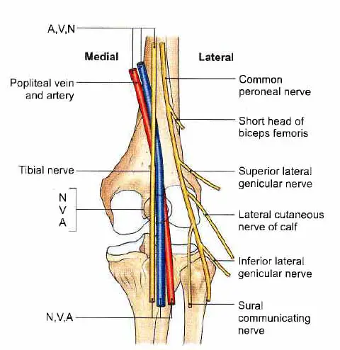 Tibial Nerve along with the Nerves and Vessels of lower limb