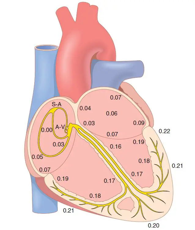 Transmission of cardiac impulse through the heart; Cardiac action potential