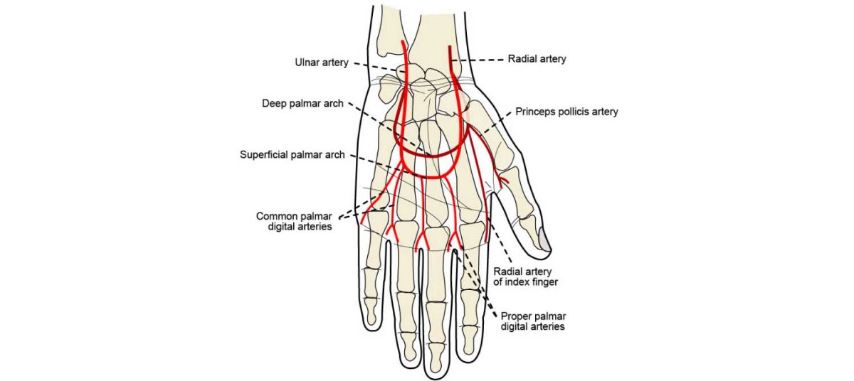 Ulnar Artery along with other arteries of the hand