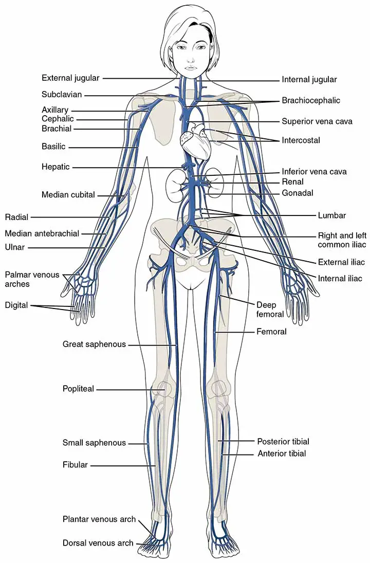 Vascular system of the body along with Basilic Vein