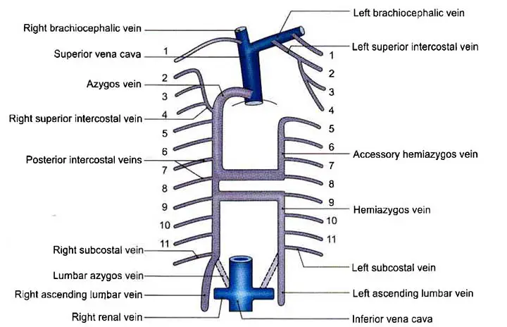 Veins of the thorax along with the branches of Right and Left Brachiocephalic Vein