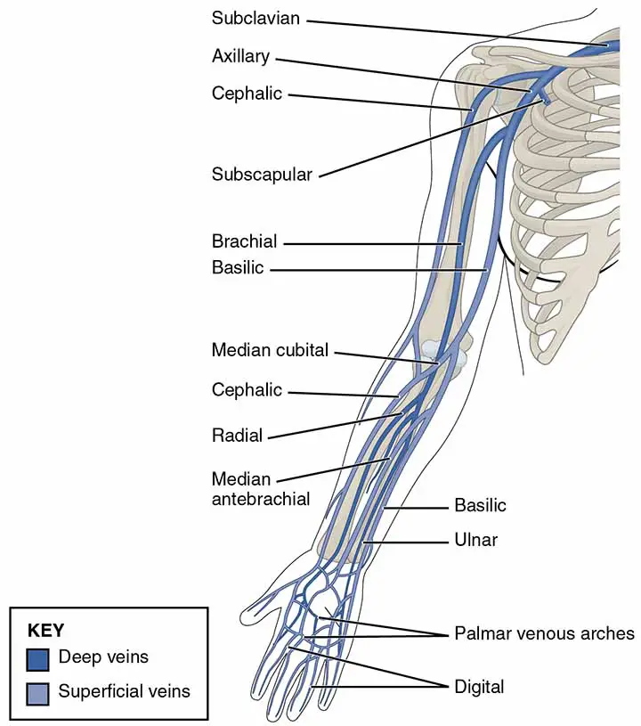 Veins of the upper limb along with the Cephalic Vein