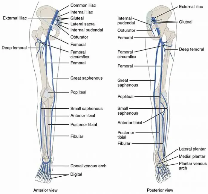 Popliteal Vein: Anatomy, Aneurysm, Thrombosis, And Embolism 