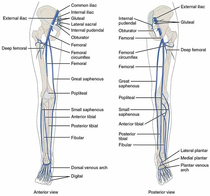 Venous System of lower limb with popliteal vein