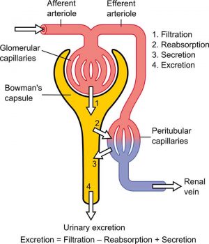 Renal Parenchymal Disease | Explained! | Learn from doctor