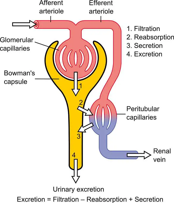 Nephron Anatomy-Renal Parenchymal Disease