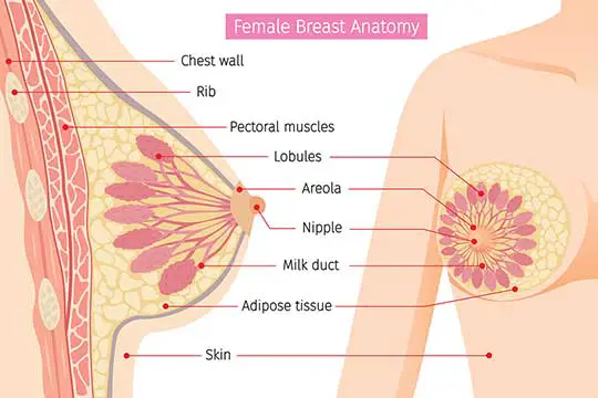 Know the basic anatomy of your breasts before undergo a areola reduction