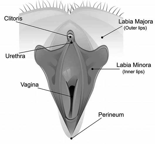 Enlarged Clitorious Condition Overview Learn From Doctor